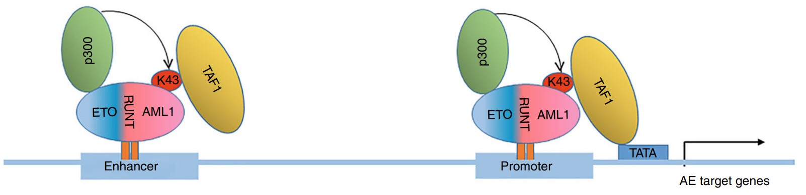 TAF1 working model on AE target genes.jpg